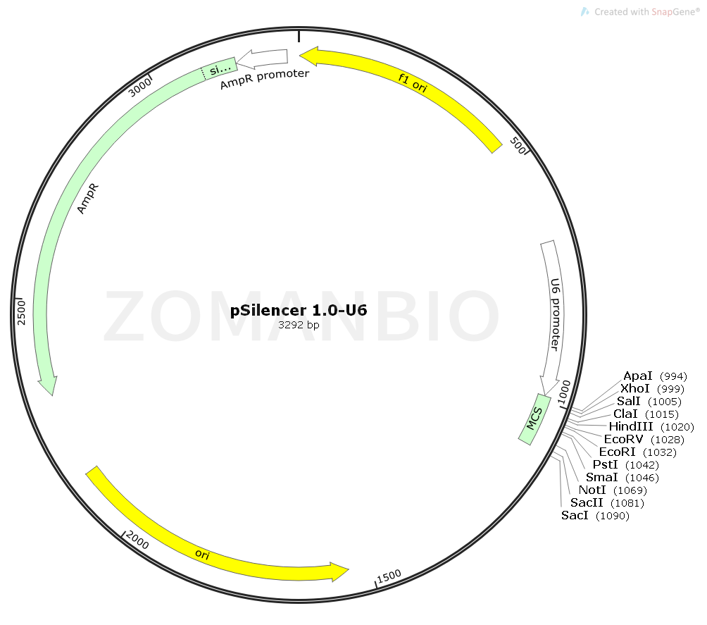 ZK1819 pSilencer 1.0-U6.png