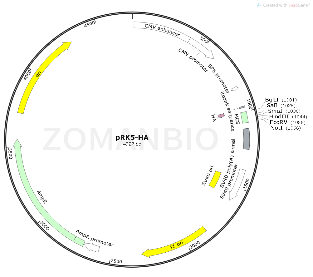 ZK1822 pRK5-HA.png