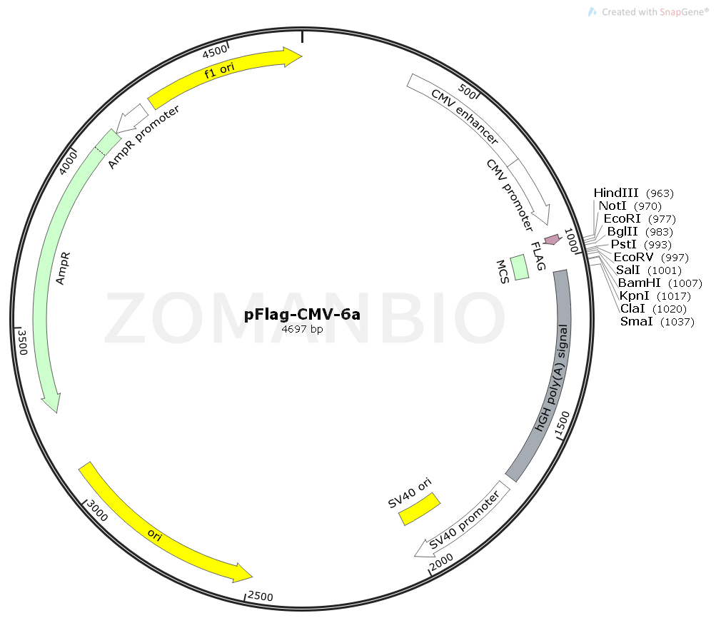 ZK1843 pFlag-CMV-6a.png