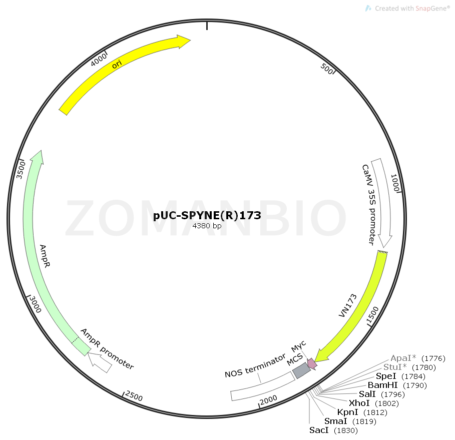 ZK1849 pUC-SPYNE(R)173.png