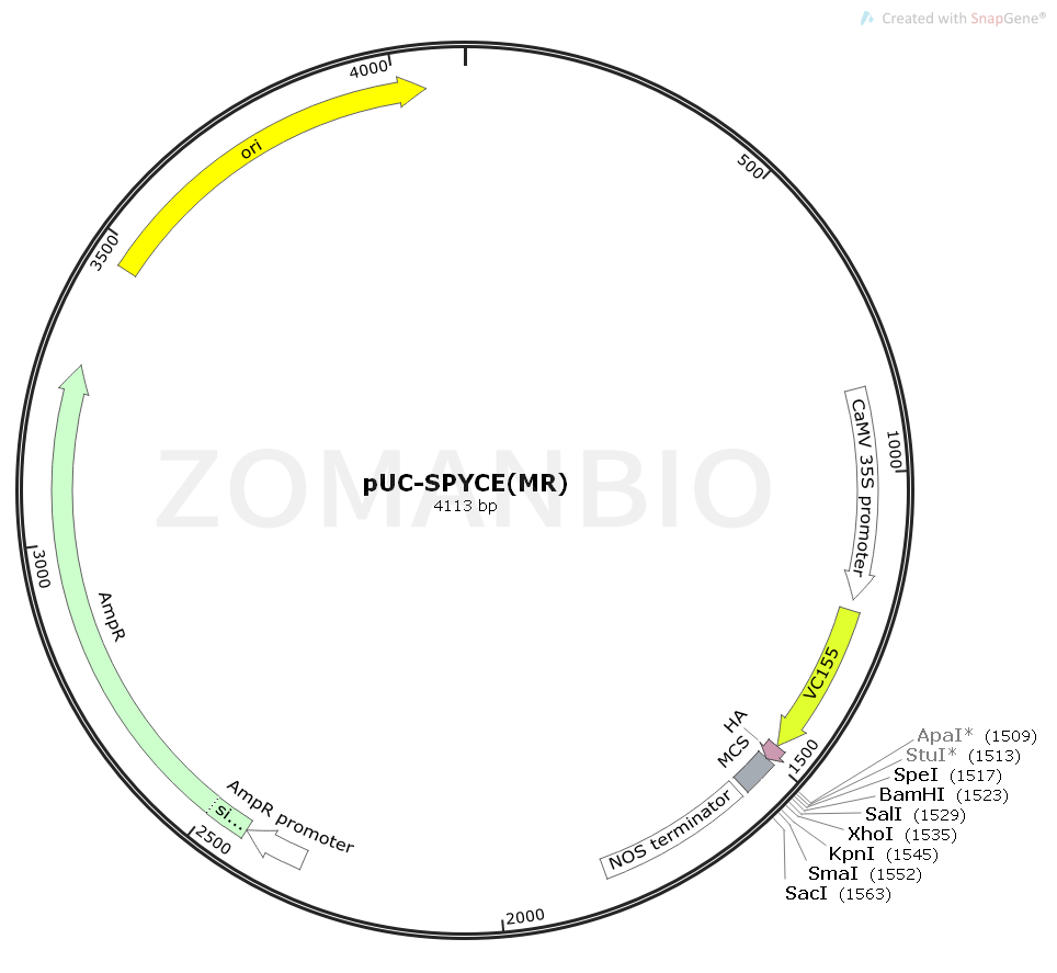 ZK1850 pUC-SPYCE(MR).png