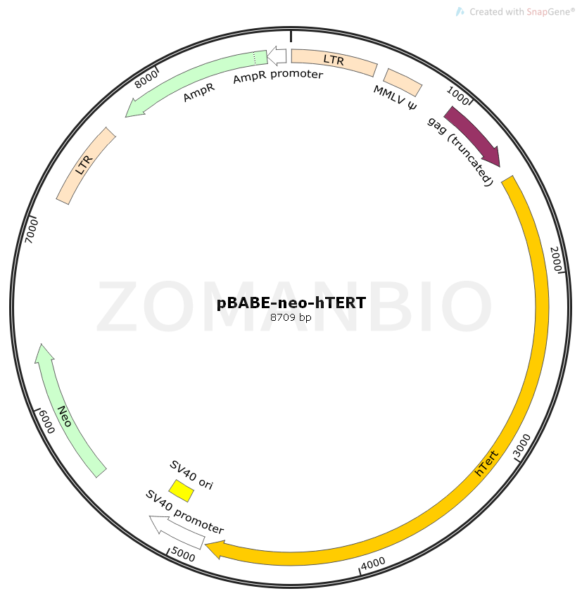 ZK2401 pBABE-neo-hTERT.png
