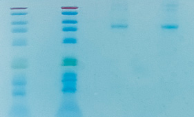 ZD316—小分子膠圖用圖.jpg
