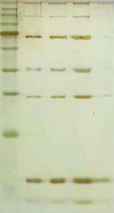 ZD303 銀染.jpg