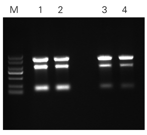 ZP431-細(xì)菌DH5a.jpg